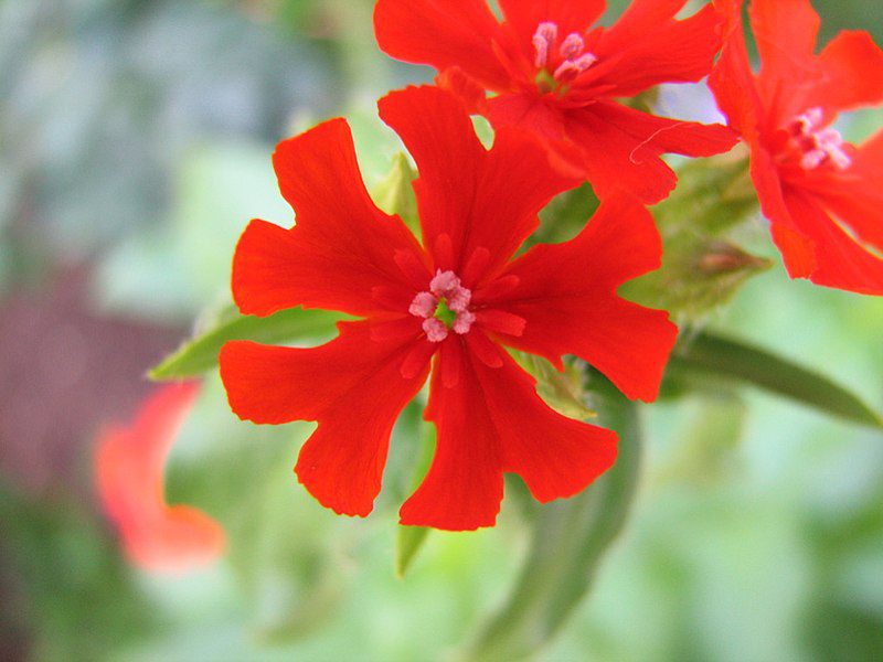 FIRLETKA CHALCEDOŃSKA - LYCHNIS CHALCEDONICA - obrazek 3
