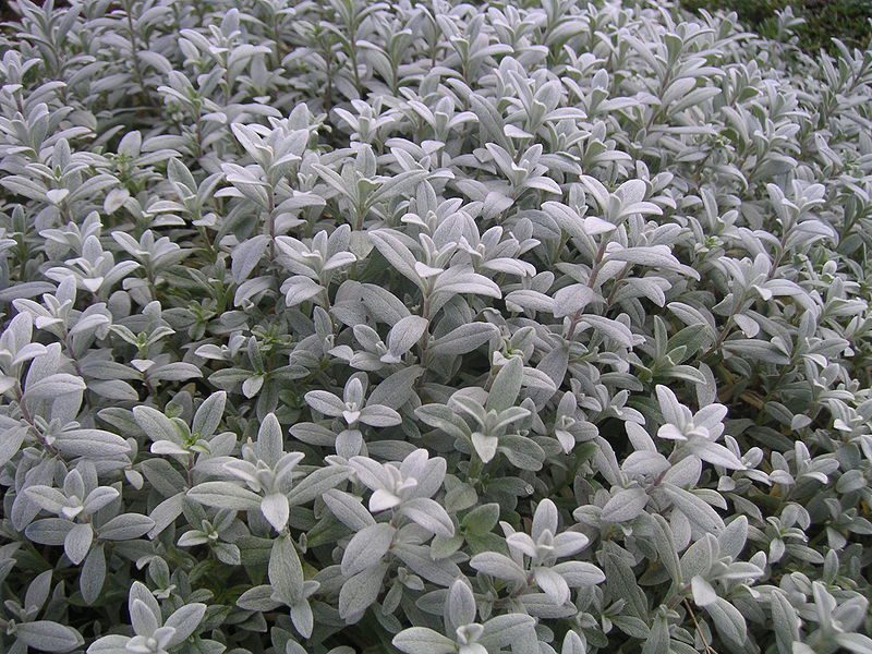 ROGOWNICA BIEBERSTEINA - CERASTIUM BIEBERSTEINII - obrazek 4