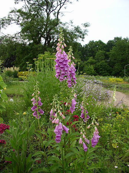 NAPARSTNICA PURPUROWA - DIGITALIS PURPUREA - obrazek 4