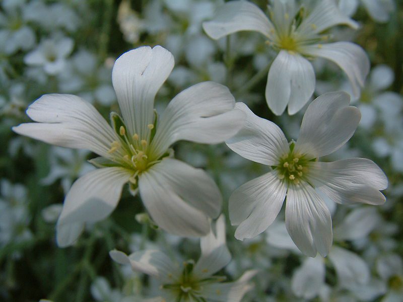 ROGOWNICA BIEBERSTEINA - CERASTIUM BIEBERSTEINII