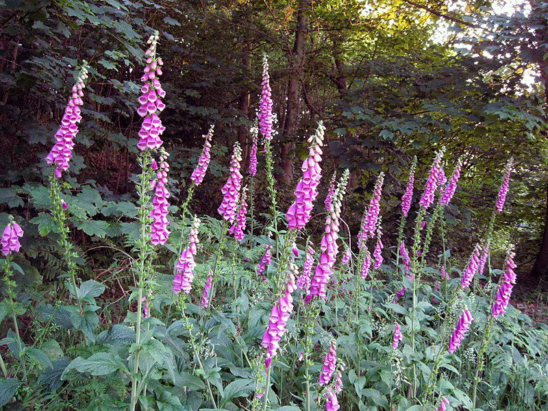 NAPARSTNICA PURPUROWA - DIGITALIS PURPUREA - obrazek 2