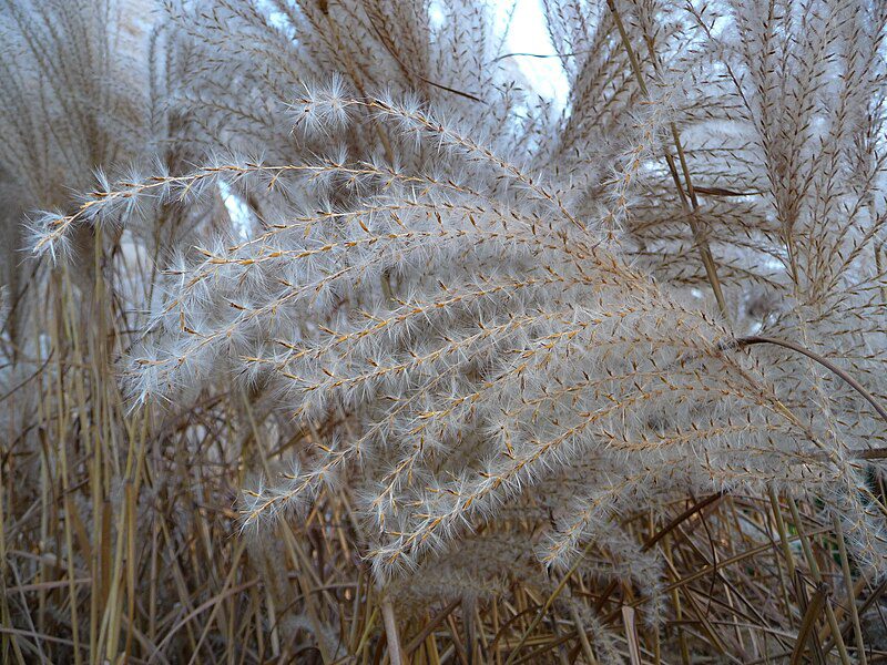MISKANT CHIŃSKI ROTER PFEIL - MISCANTHUS SINENSIS - CZERWONE PIÓROPUSZE!!! - obrazek 4