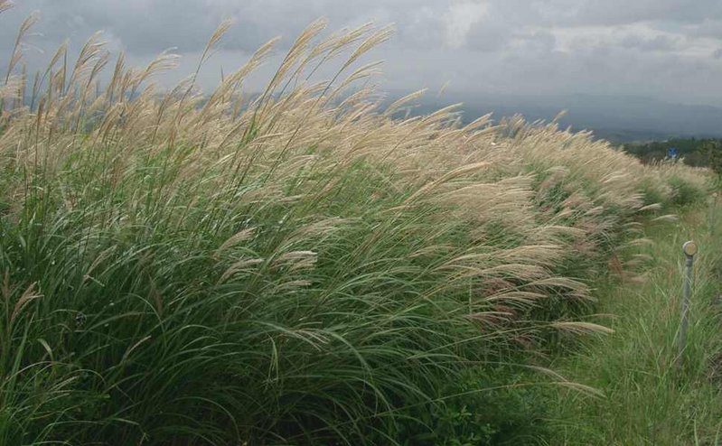 MISKANT CHIŃSKI ROTER PFEIL - MISCANTHUS SINENSIS - CZERWONE PIÓROPUSZE!!! - obrazek 3