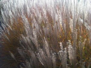 MISKANT CHIŃSKI ROTER PFEIL - MISCANTHUS SINENSIS - CZERWONE PIÓROPUSZE!!!