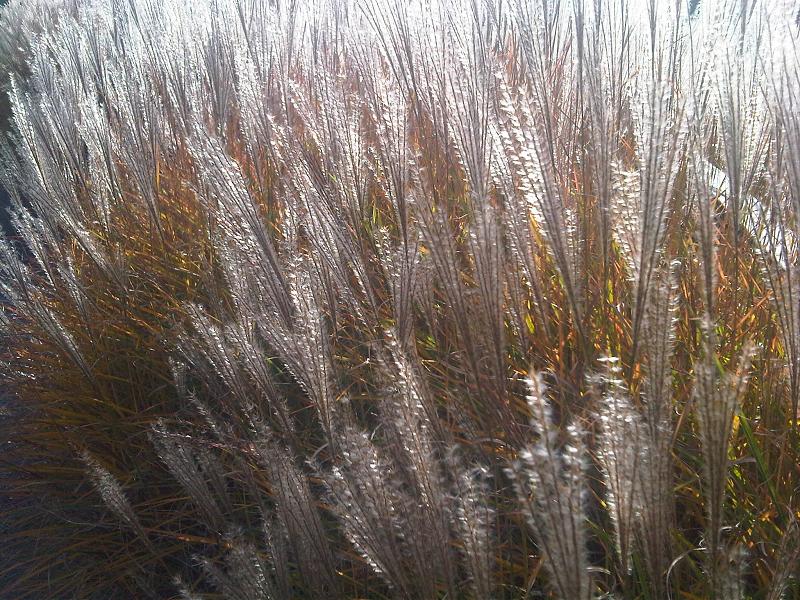 MISKANT CHIŃSKI ROTER PFEIL - MISCANTHUS SINENSIS - CZERWONE PIÓROPUSZE!!!