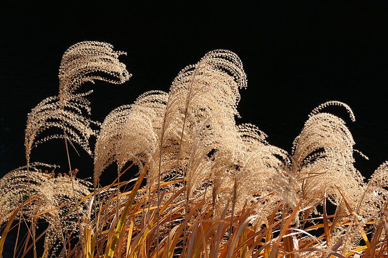 MISKANT CHIŃSKI ROTER PFEIL - MISCANTHUS SINENSIS - CZERWONE PIÓROPUSZE!!! - obrazek 2