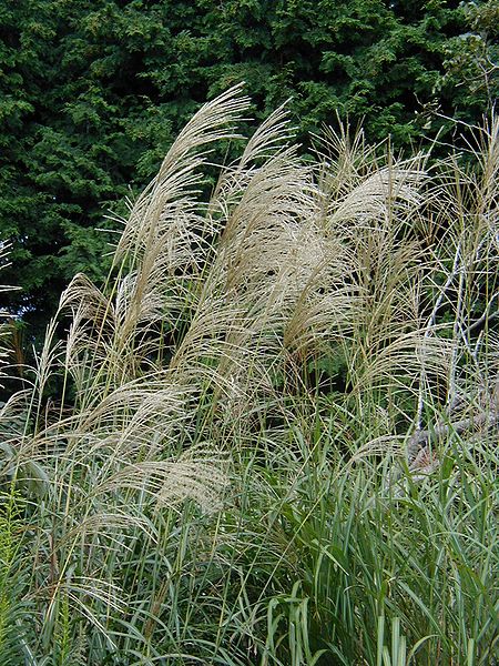 MISKANT CHIŃSKI ROTER PFEIL - MISCANTHUS SINENSIS - CZERWONE PIÓROPUSZE!!! - obrazek 5