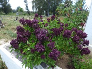 ŚWIĘTA BAZYLIA CZERWONA- OCIMUM TENUIFLORUM