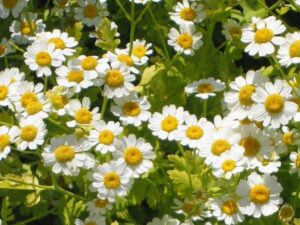 ZŁOCIEŃ MARUNA - TANACETUM PARTHENIUM -NA MIGRENĘ