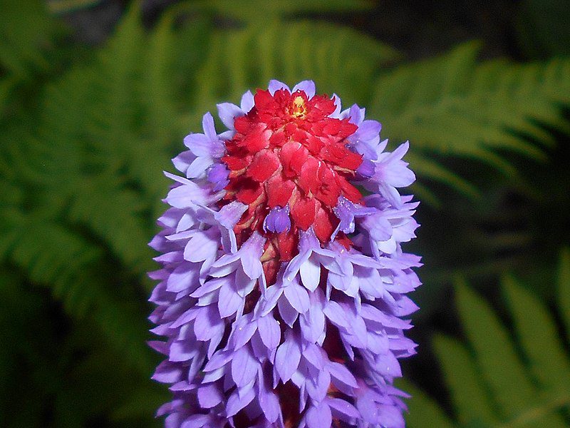 PIERWIOSNEK VIALII- PRIMULA VIALII - obrazek 5