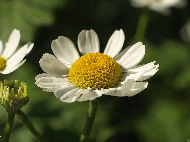 ZŁOCIEŃ MARUNA - TANACETUM PARTHENIUM -NA MIGRENĘ - obrazek 5