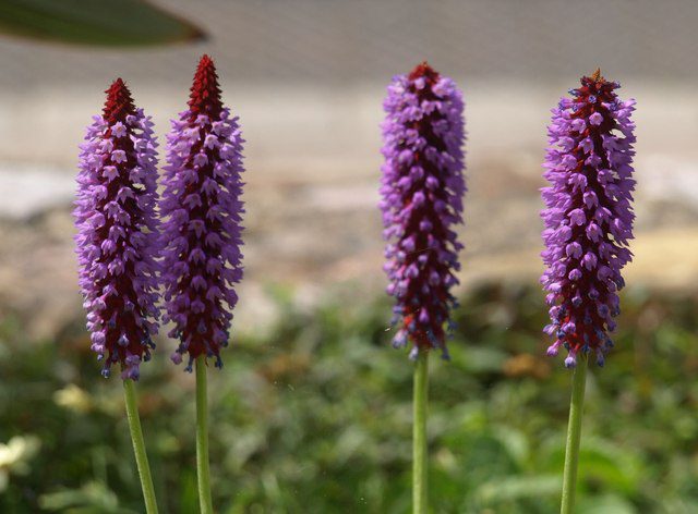 PIERWIOSNEK VIALII- PRIMULA VIALII - obrazek 4