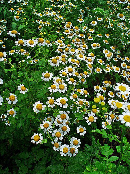 ZŁOCIEŃ MARUNA - TANACETUM PARTHENIUM -NA MIGRENĘ - obrazek 4
