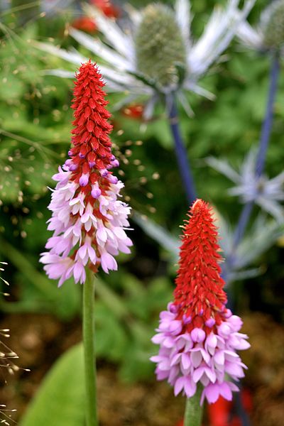 PIERWIOSNEK VIALII- PRIMULA VIALII
