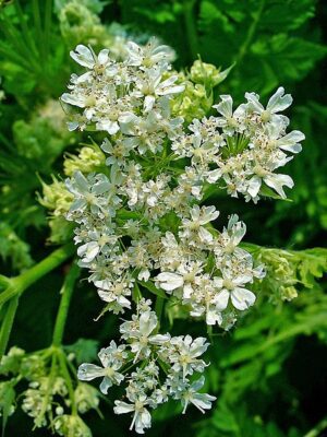 MARCHEWNIK ANYŻOWY - MYRRHIS ODORATA