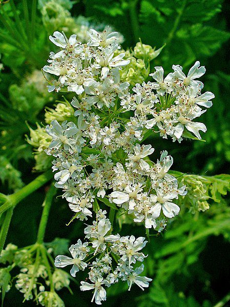 MARCHEWNIK ANYŻOWY - MYRRHIS ODORATA