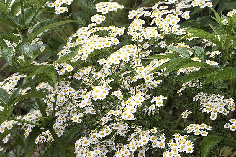 ZŁOCIEŃ MARUNA - TANACETUM PARTHENIUM -NA MIGRENĘ - obrazek 3