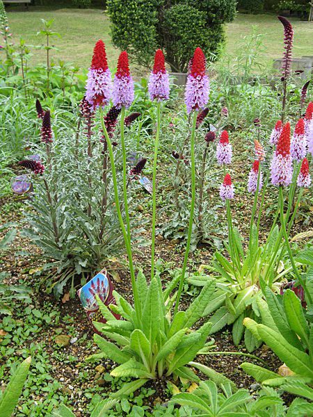 PIERWIOSNEK VIALII- PRIMULA VIALII - obrazek 3