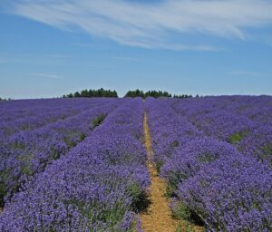 LAWENDA FRANCUSKA - LAVANDULA STOECHAS
