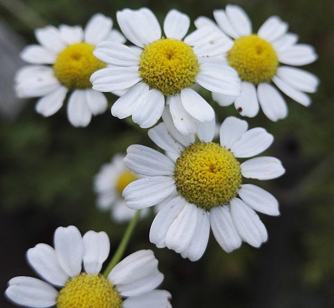 ZŁOCIEŃ MARUNA - TANACETUM PARTHENIUM -NA MIGRENĘ - obrazek 2