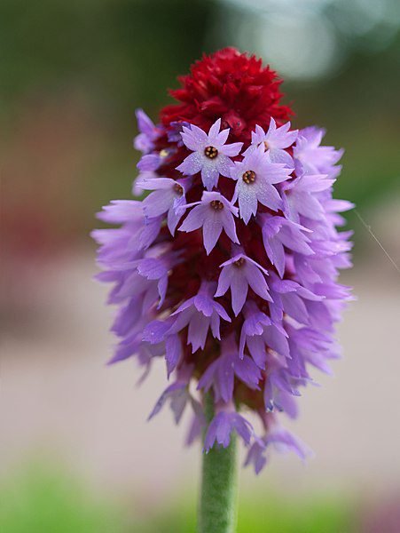 PIERWIOSNEK VIALII- PRIMULA VIALII - obrazek 2