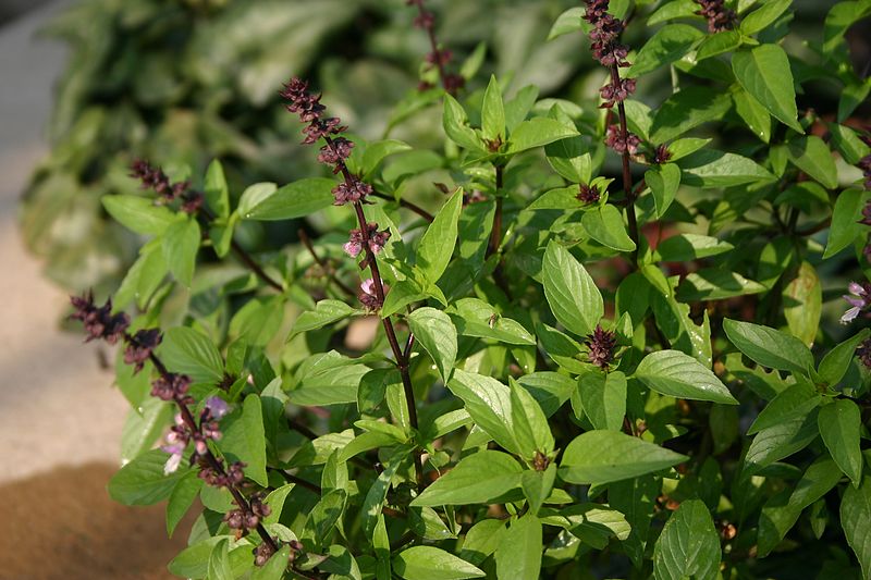 BAZYLIA WANILIOWA - OCIMUM BASILICUM - BLUE SPICE - obrazek 2