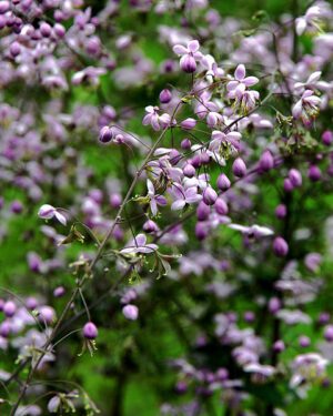 RUTEWKA DELAVAY'A- THALICTRUM DELAVAYI