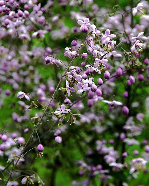 RUTEWKA DELAVAY'A- THALICTRUM DELAVAYI
