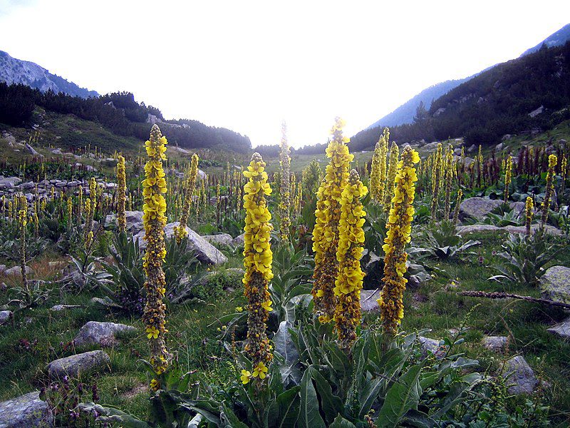 DZIEWANNA LECZNICZA WIELKOKWIATOWA - VERBASCUM DENSIFLORUM - obrazek 2