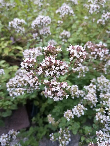 MAJERANEK GRECKI - ORIGANUM VULGARE HIRTUM - PIZZA OREGANO - obrazek 2