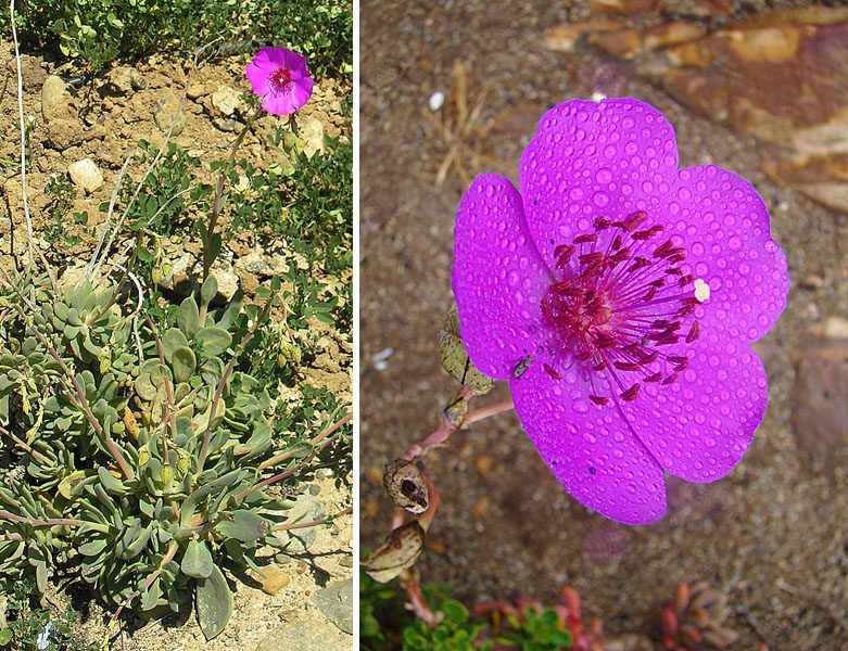 CISTANTHE GRANDIFLORA - ODMIANA BRIGHTNESS - obrazek 4