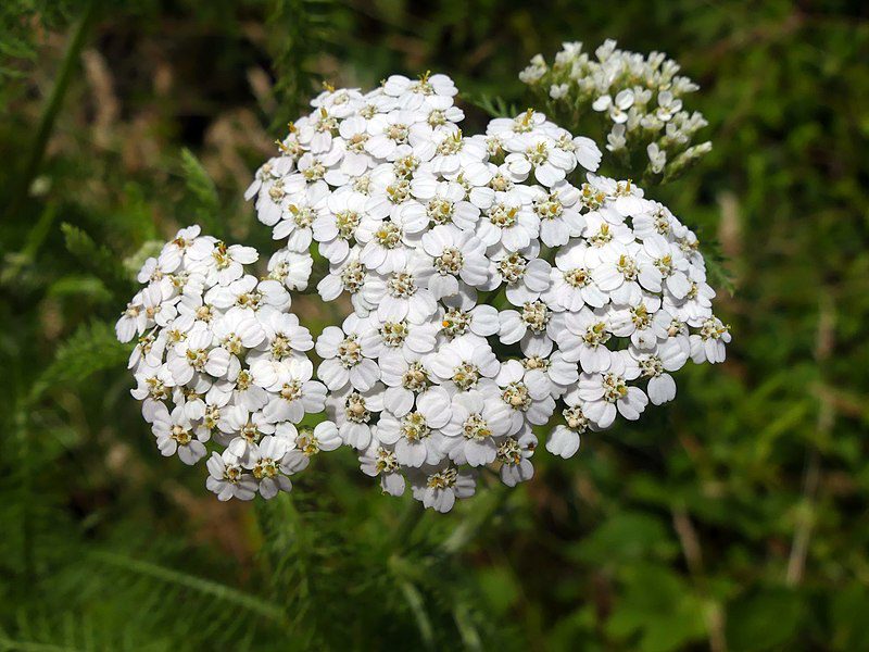 KRWAWNIK POSPOLITY BIAŁY- ACHILLEA MILLEFOLIUM