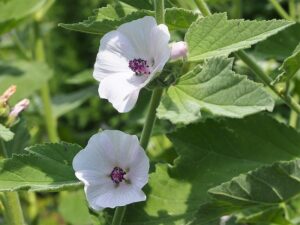 PRAWOŚLAZ LEKARSKI - ALTHAEA OFFICINALIS