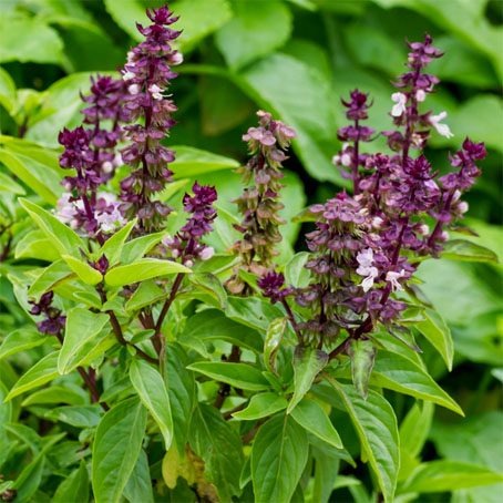 BAZYLIA WANILIOWA - OCIMUM BASILICUM - BLUE SPICE - obrazek 3