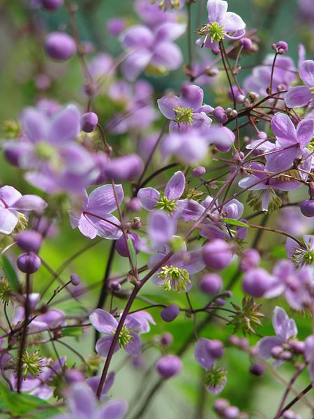 RUTEWKA DELAVAY'A- THALICTRUM DELAVAYI - obrazek 2