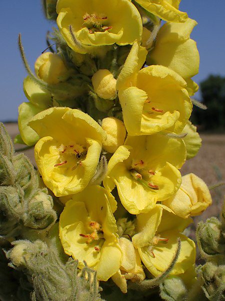 DZIEWANNA LECZNICZA WIELKOKWIATOWA - VERBASCUM DENSIFLORUM