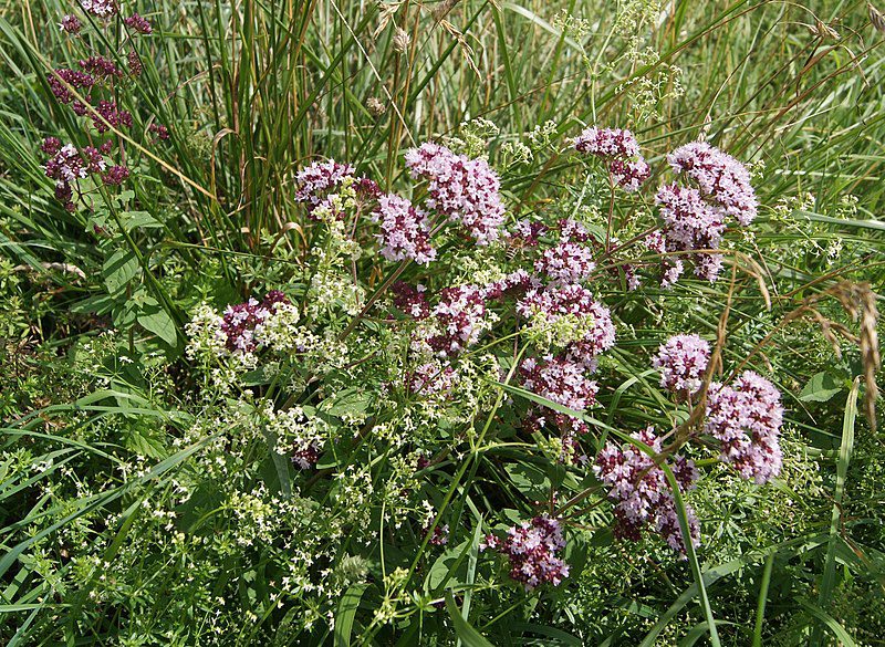 MAJERANEK GRECKI - ORIGANUM VULGARE HIRTUM - PIZZA OREGANO - obrazek 3