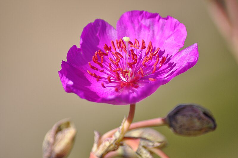 CISTANTHE GRANDIFLORA - ODMIANA BRIGHTNESS - obrazek 3