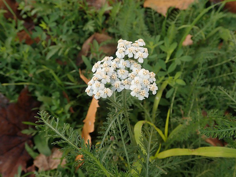 KRWAWNIK POSPOLITY BIAŁY- ACHILLEA MILLEFOLIUM - obrazek 2