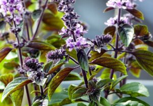 BAZYLIA WANILIOWA - OCIMUM BASILICUM - BLUE SPICE