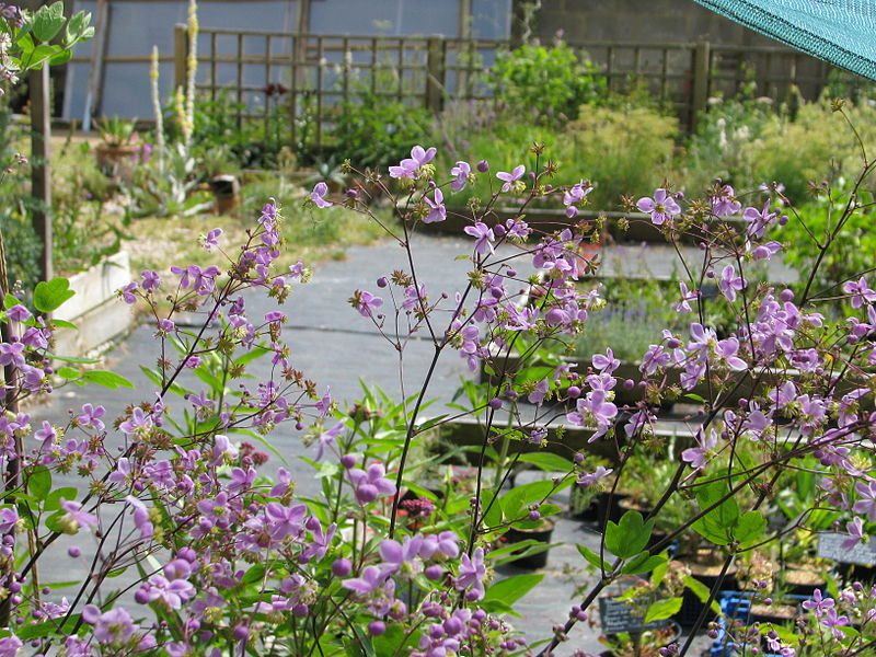 RUTEWKA DELAVAY'A- THALICTRUM DELAVAYI - obrazek 3