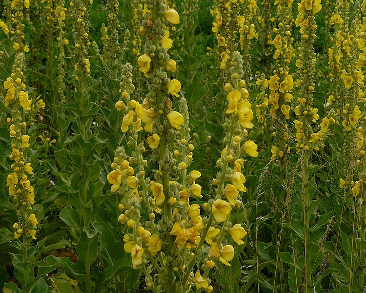 DZIEWANNA LECZNICZA WIELKOKWIATOWA - VERBASCUM DENSIFLORUM - obrazek 3