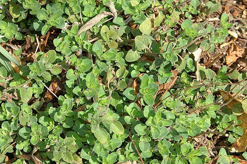 MAJERANEK GRECKI - ORIGANUM VULGARE HIRTUM - PIZZA OREGANO - obrazek 4