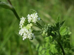 TRYBULA OGRODOWA - FRANCUSKA PIETRUSZKA -ANTHRISCUS CEREFOLIUM
