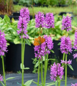 CZYŚCIEC GĘSTOKWIATOWY– STACHYS MONIERI