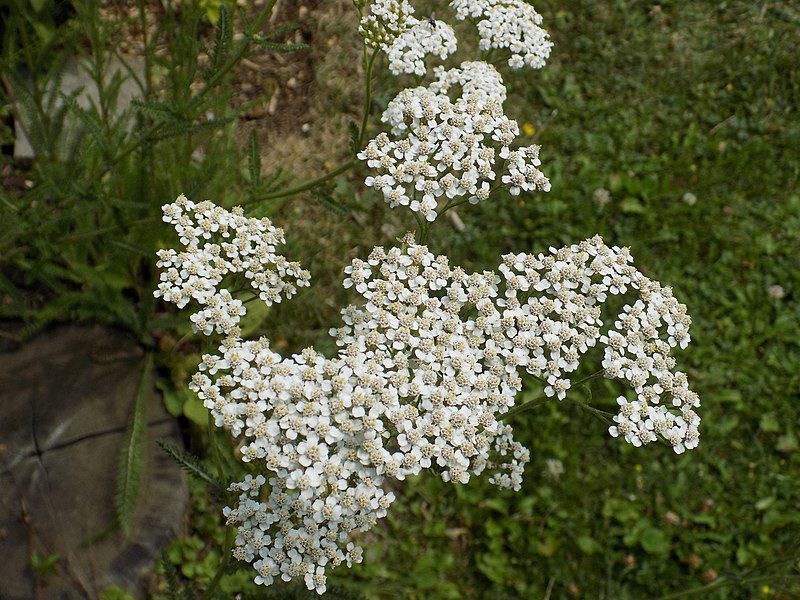 KRWAWNIK POSPOLITY BIAŁY- ACHILLEA MILLEFOLIUM - obrazek 3