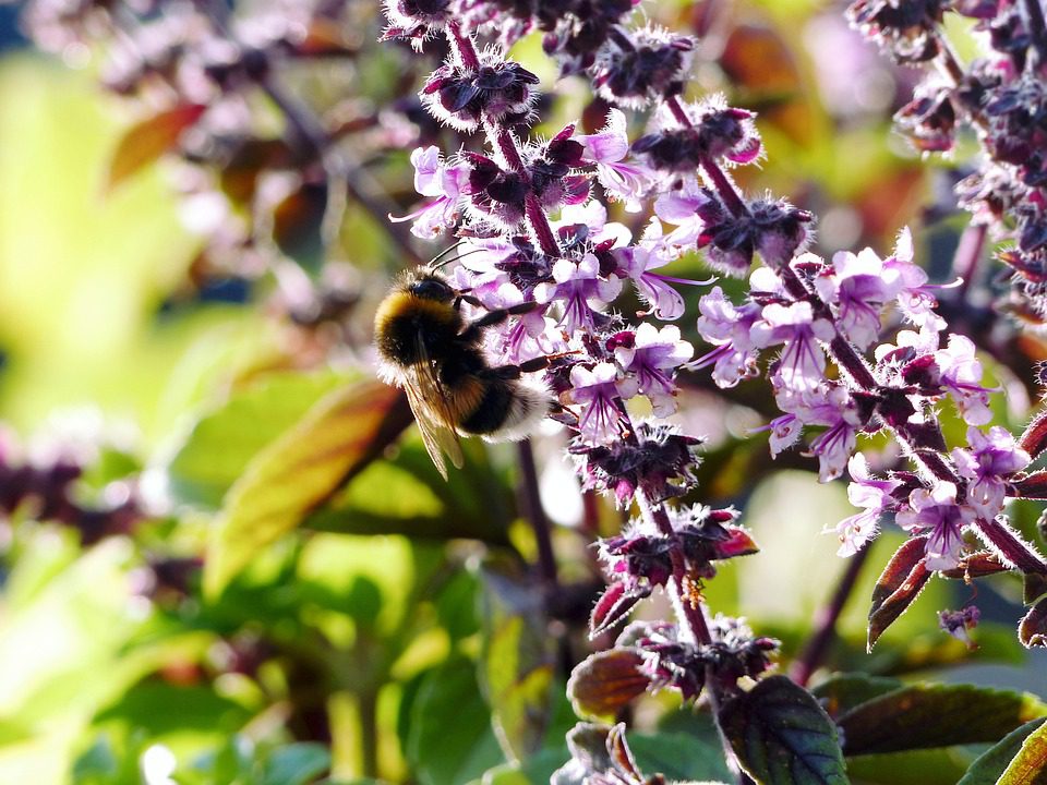 BAZYLIA WANILIOWA - OCIMUM BASILICUM - BLUE SPICE - obrazek 4