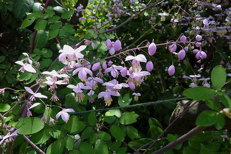 RUTEWKA DELAVAY'A- THALICTRUM DELAVAYI - obrazek 4