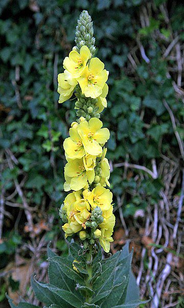 DZIEWANNA LECZNICZA WIELKOKWIATOWA - VERBASCUM DENSIFLORUM - obrazek 4