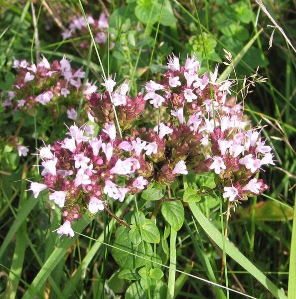 MAJERANEK GRECKI - ORIGANUM VULGARE HIRTUM - PIZZA OREGANO